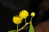 image of Acacia confusa