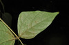 image of  plant11