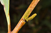 image of Acacia longifolia