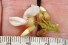 image of  plant12