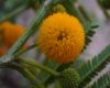 image of Acacia macranthera