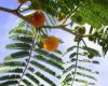 image of Acacia macranthera