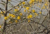 image of Acacia nebrownii