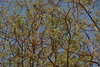 image of Acacia reficiens