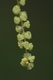 image of Acacia longissima