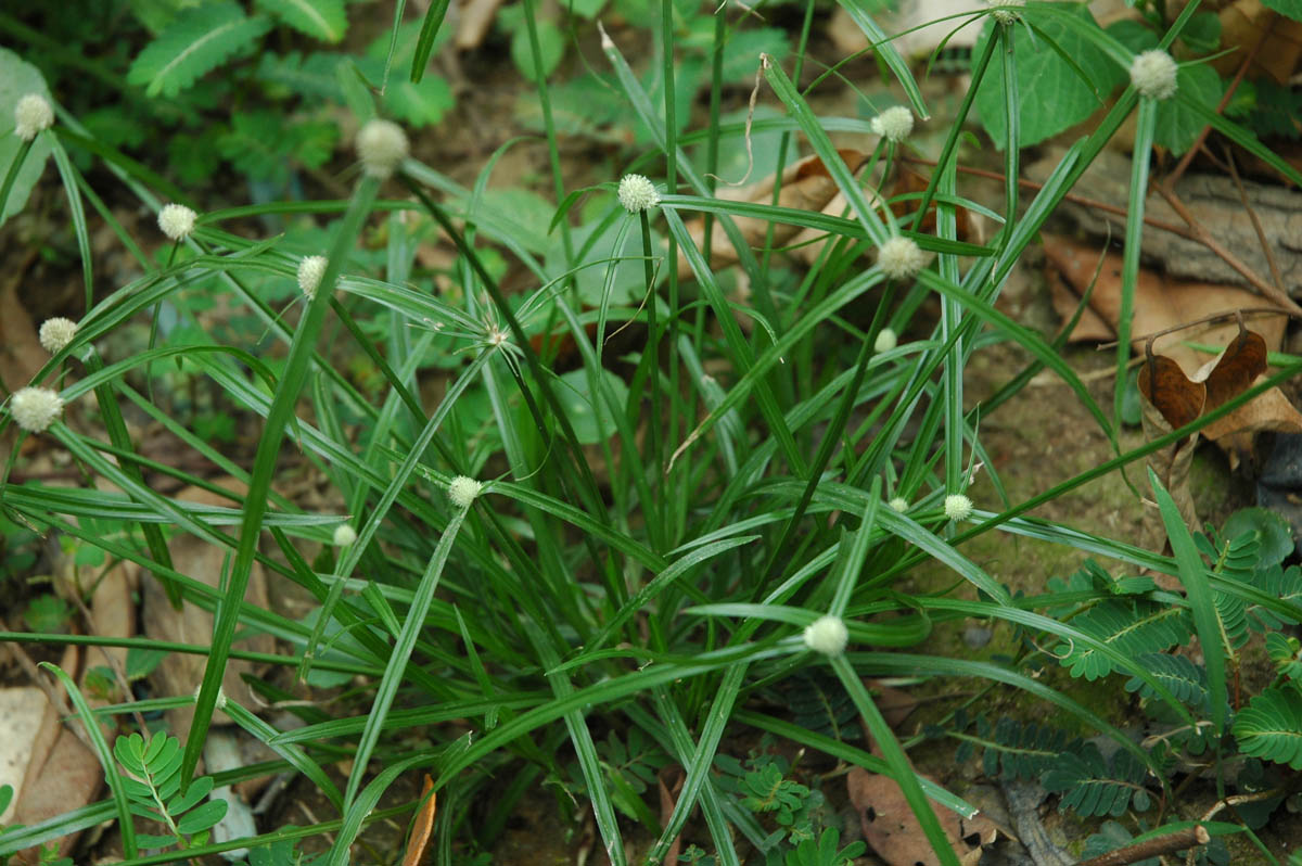 Cyperaceae Cyperus mindorensis