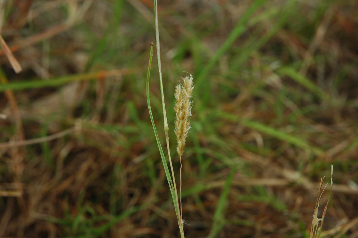 Poaceae Eulaliopsis binata