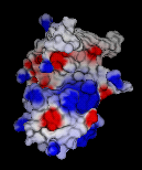 molecular surface colored by potential