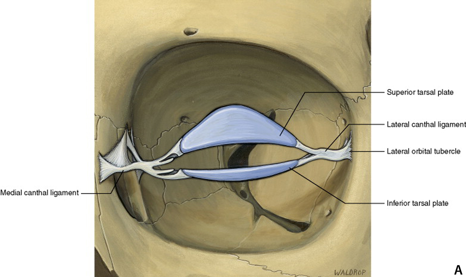 diagram Lateral canthal tendon attaches the tarsal plates 