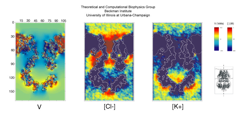 Electrostatic Potential and Ionic Distribution