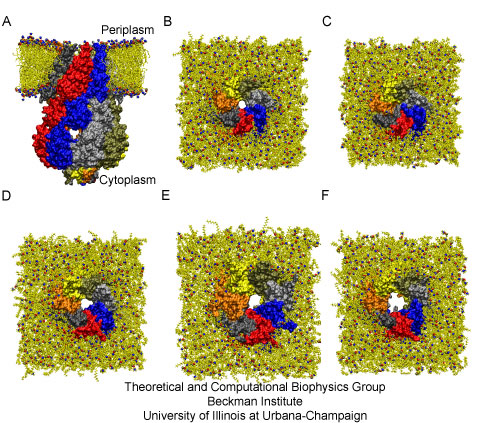 Simulated conformations of MscS