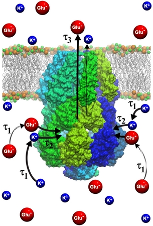 MscS CD functions as an osmolyte filter