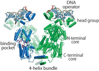 Structure of the Lac Repressor