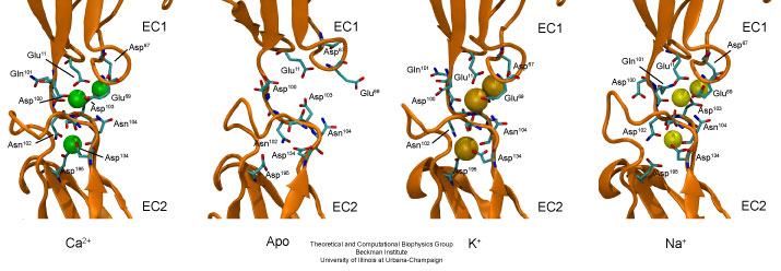 C-cadherin calcium binding motif