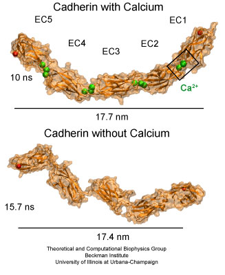 Five repeats of C-cadherin