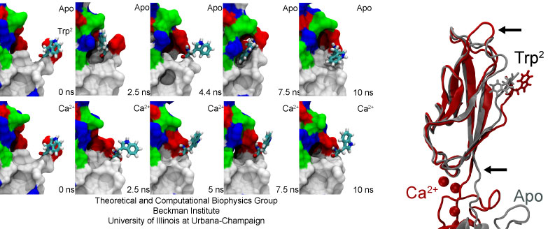 C-cadherin Trp2 availability