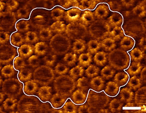 AFM image of Rsp. photometricum