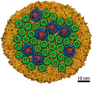 Model of chromatophore membrane from Rsp. photometricum