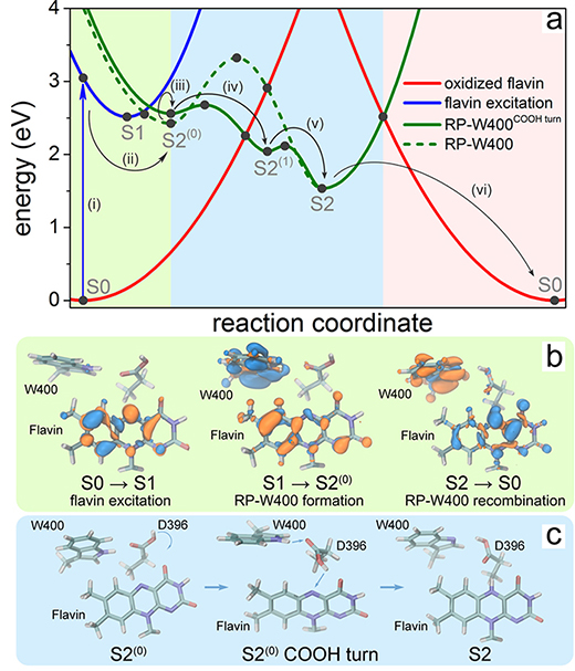 Radical pair formation