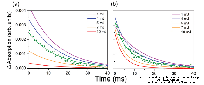 Transient Absorption