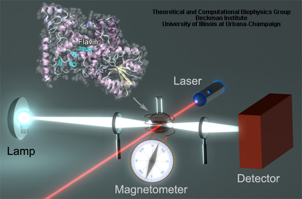 Transient Absorption