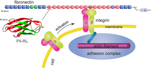 fibronectin and integrin