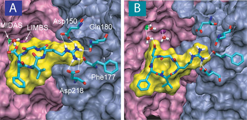 unbinding an integrin-ligand complex