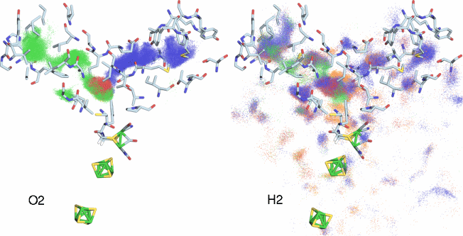 O2 and H2 diffusion pathways