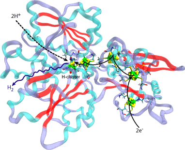 Hydrogenase