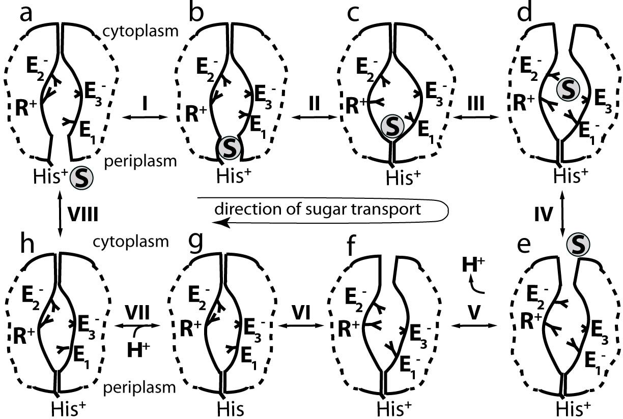 Lactose permease