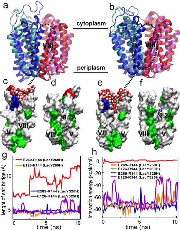 Salt bridge and conformational changes