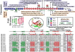 Sequence and structure of fibronectin modules