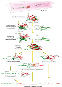 Mechanical unfolding pathways of FN-III10