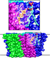 BAR domain