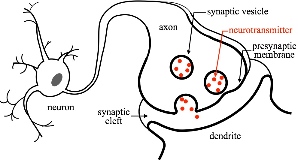 Synapse