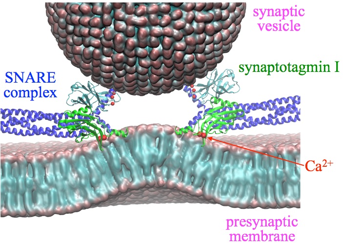 membrane bending