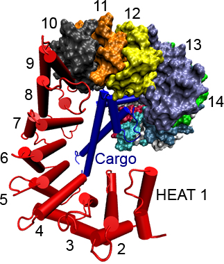 Importin-β