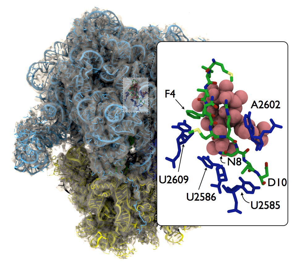 MDFF-derived model