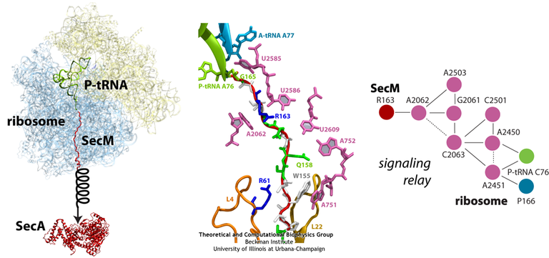 SecM