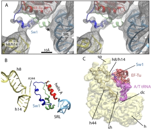 Interaction
		  between the Switch I and the 16S rRNA