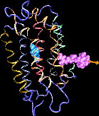 bR-retinal