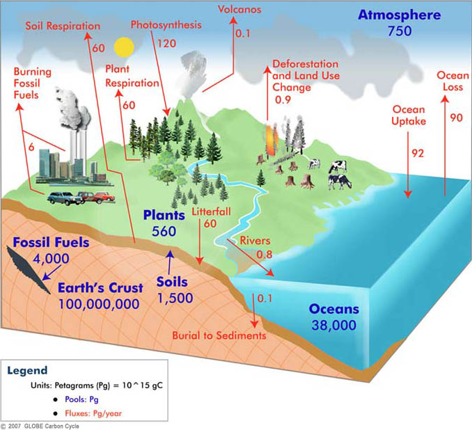 carbon cycle diagram