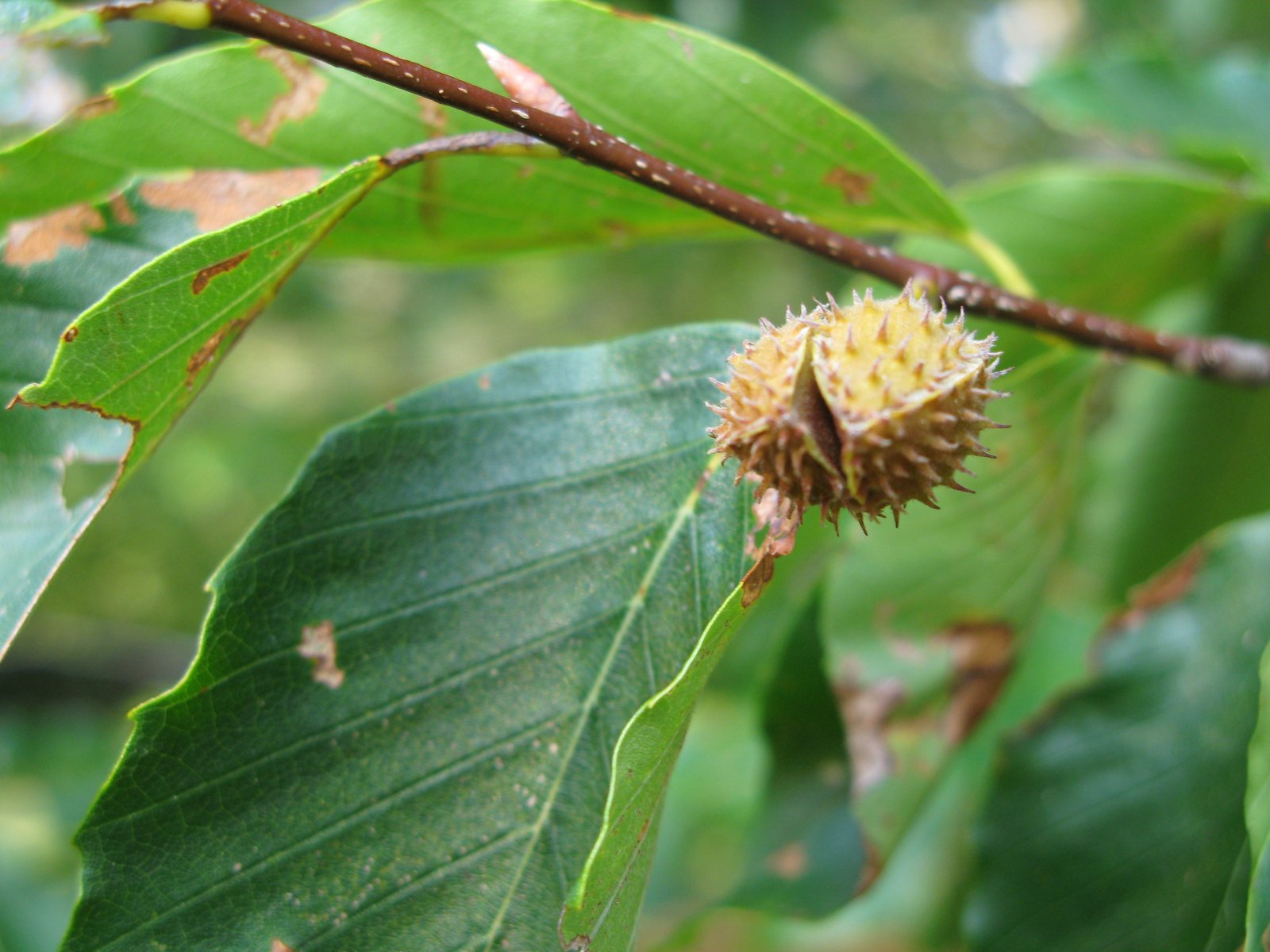 American Beech nut