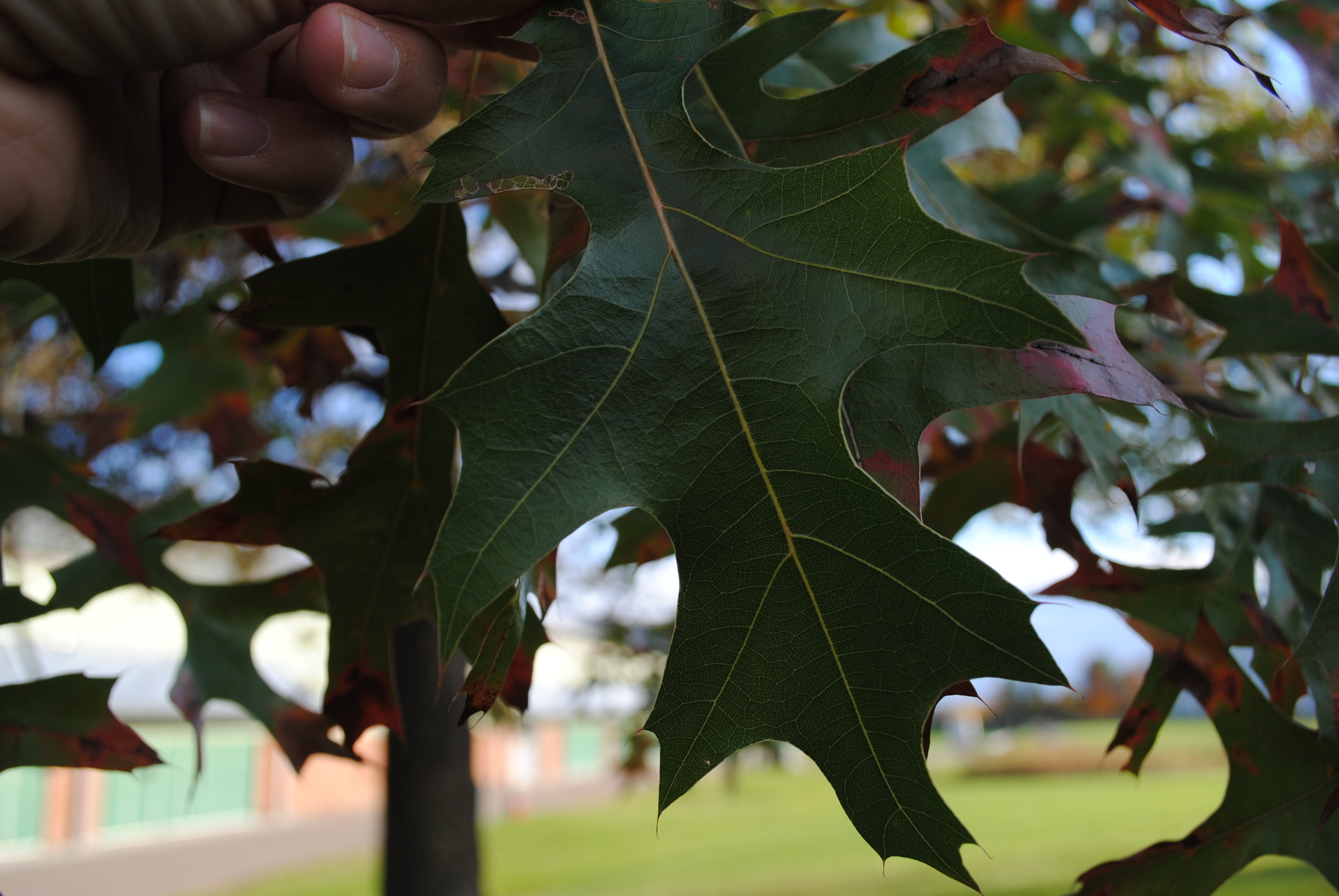 Pin Oak Leaf 1.JPG