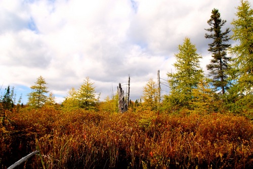 Tamaracks on the Bog