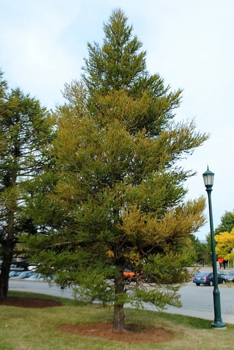 Tamarack at UVM