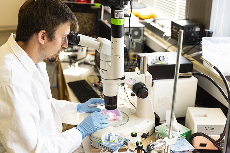 Scientist at desk looks into microscope