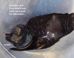 barreleye