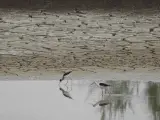 Cig&uuml;e&ntilde;elas, en una laguna desecada en Do&ntilde;ana