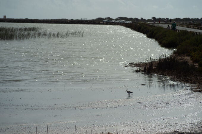 Plano general de las Salinas del Mar Menor, en San Pedro del Pinatar